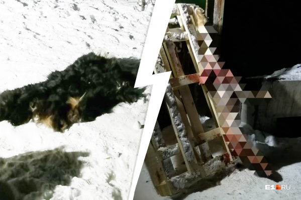 Зоозащитники приехали в сад, где собственными глазами увидели окровавленную тушу и шкуру пса Зоозащитники приехали в сад, где собственными глазами увидели окровавленную тушу и шкуру пса