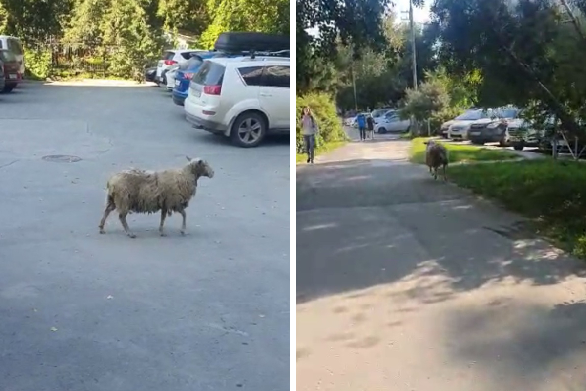 овцеводство цигайская порода. по улицам абакана бегают бараны. ягнята новосибирск. валлийская черномордая овца. горный баран зоопарк.