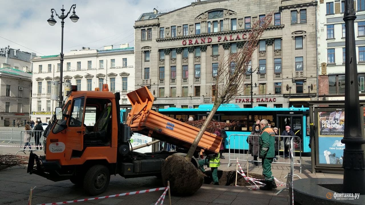 Липы у гостиного двора