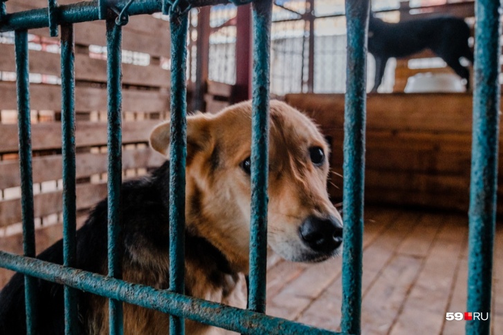 В Югре принята концепция, которая защитит бездомных собак и улучшит их жизнь В Югре принята концепция, которая защитит бездомных собак и улучшит их жизнь
