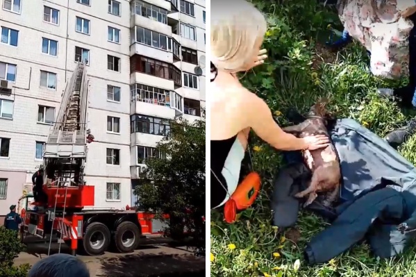 Пожарные вынесли собаку из горящей квартиры Пожарные вынесли собаку из горящей квартиры
