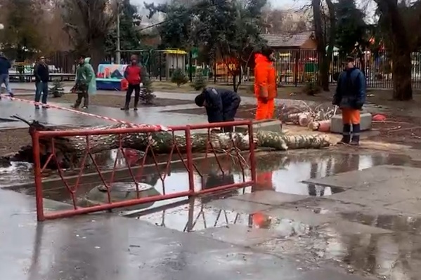 Рухнувшую березу оперативно убрали, а место ЧП огородили сигнальной лентой Рухнувшую березу оперативно убрали, а место ЧП огородили сигнальной лентой
