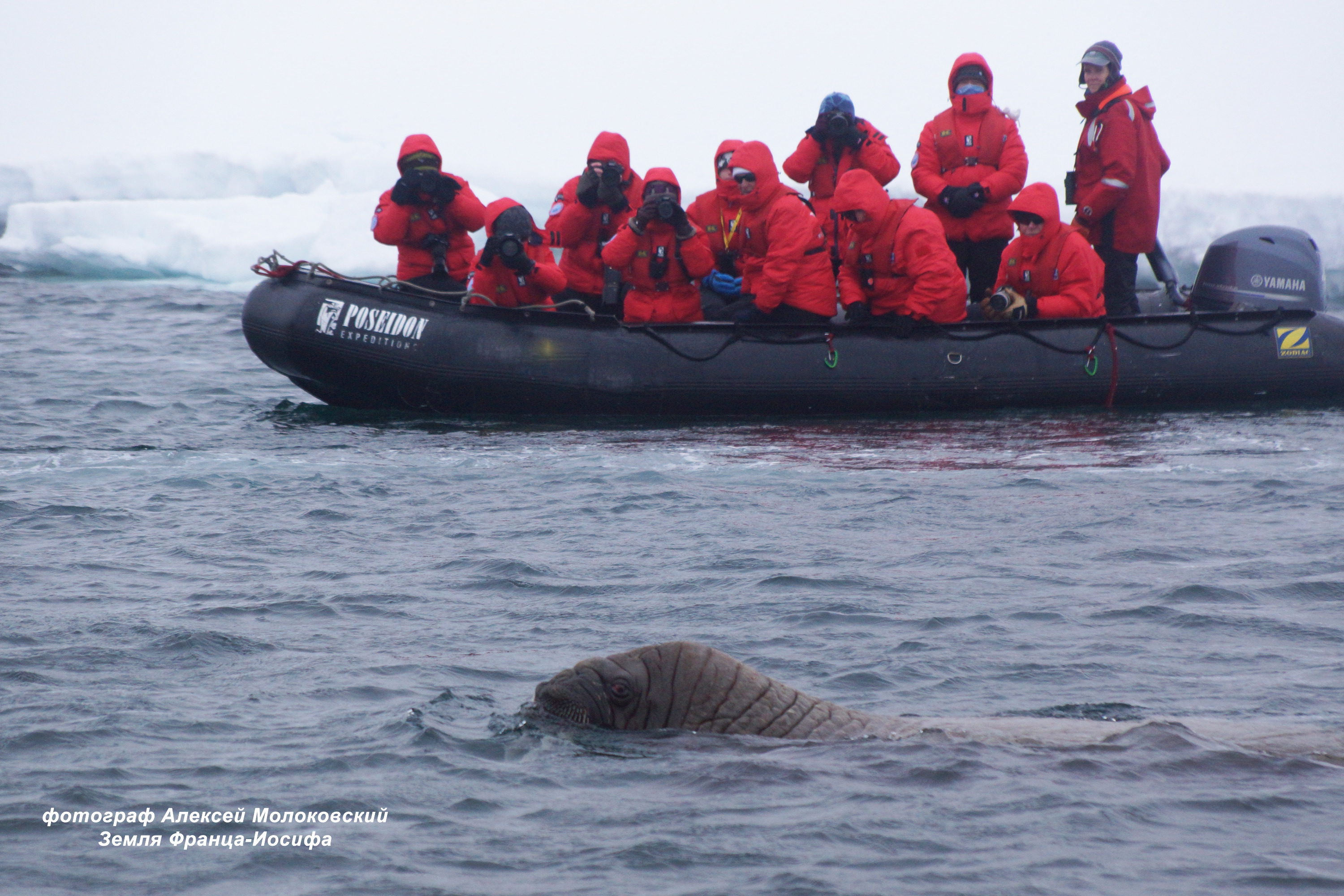 Туристов не подпускают близко к моржам — те могут напасть на лодку
