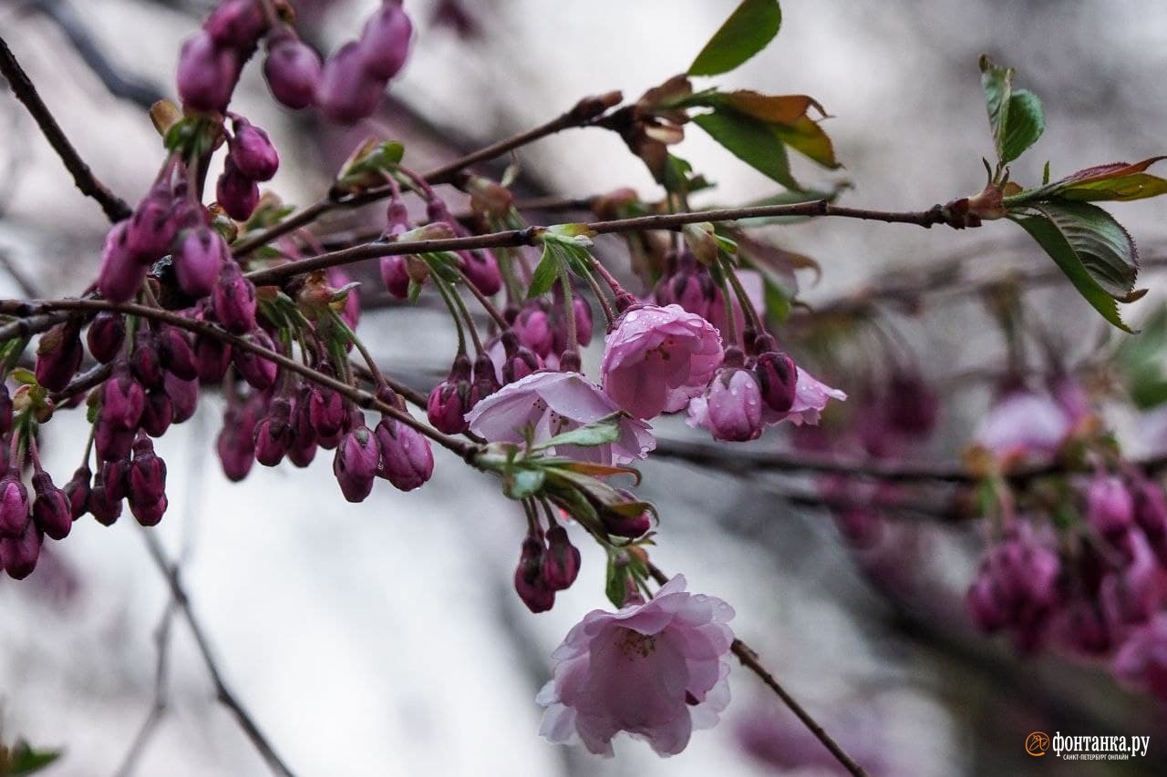 Смотрите, как под майским дождём в Петербурге цветёт сакура