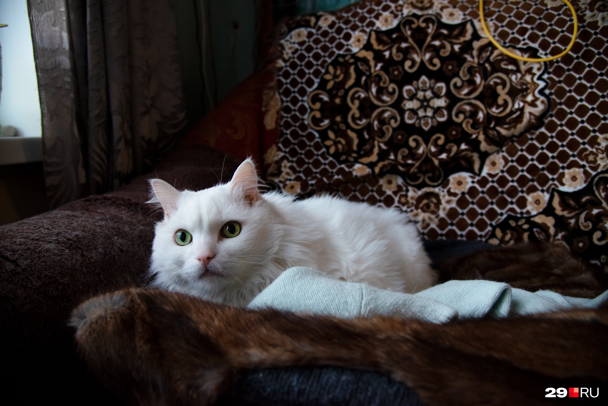 Кот Ивановых, кажется, тоже ждет переселения. Как думаете, дождется? Кот Ивановых, кажется, тоже ждет переселения. Как думаете, дождется?