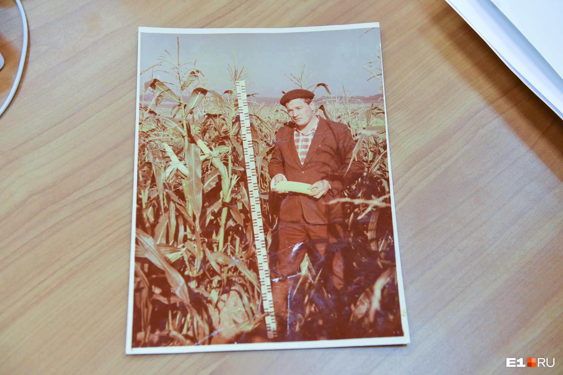 Петр Шестаков изучал кукурузу с конца <nobr class="_">80-х</nobr> годов