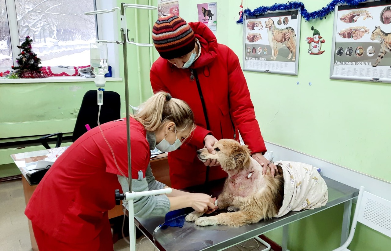 У собаки были тяжелые раны от укусов сородичей У собаки были тяжелые раны от укусов сородичей