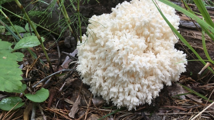 В лесу на Урале нашли редчайший гриб с шипами. Он очень похож на коралл