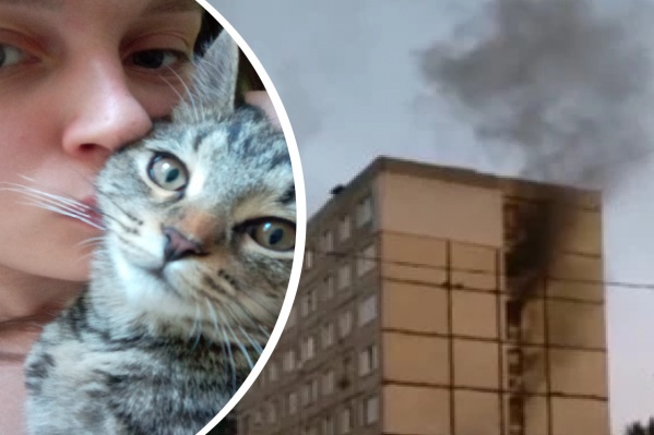 Котик Ньютон жив и здоров Котик Ньютон жив и здоров