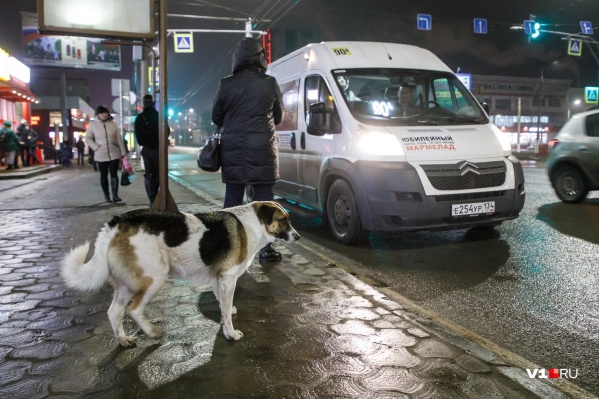 Владелец одного из старейших частных маршрутов уверен, что на рынке пассажирских перевозок грядет революция Владелец одного из старейших частных маршрутов уверен, что на рынке пассажирских перевозок грядет революция