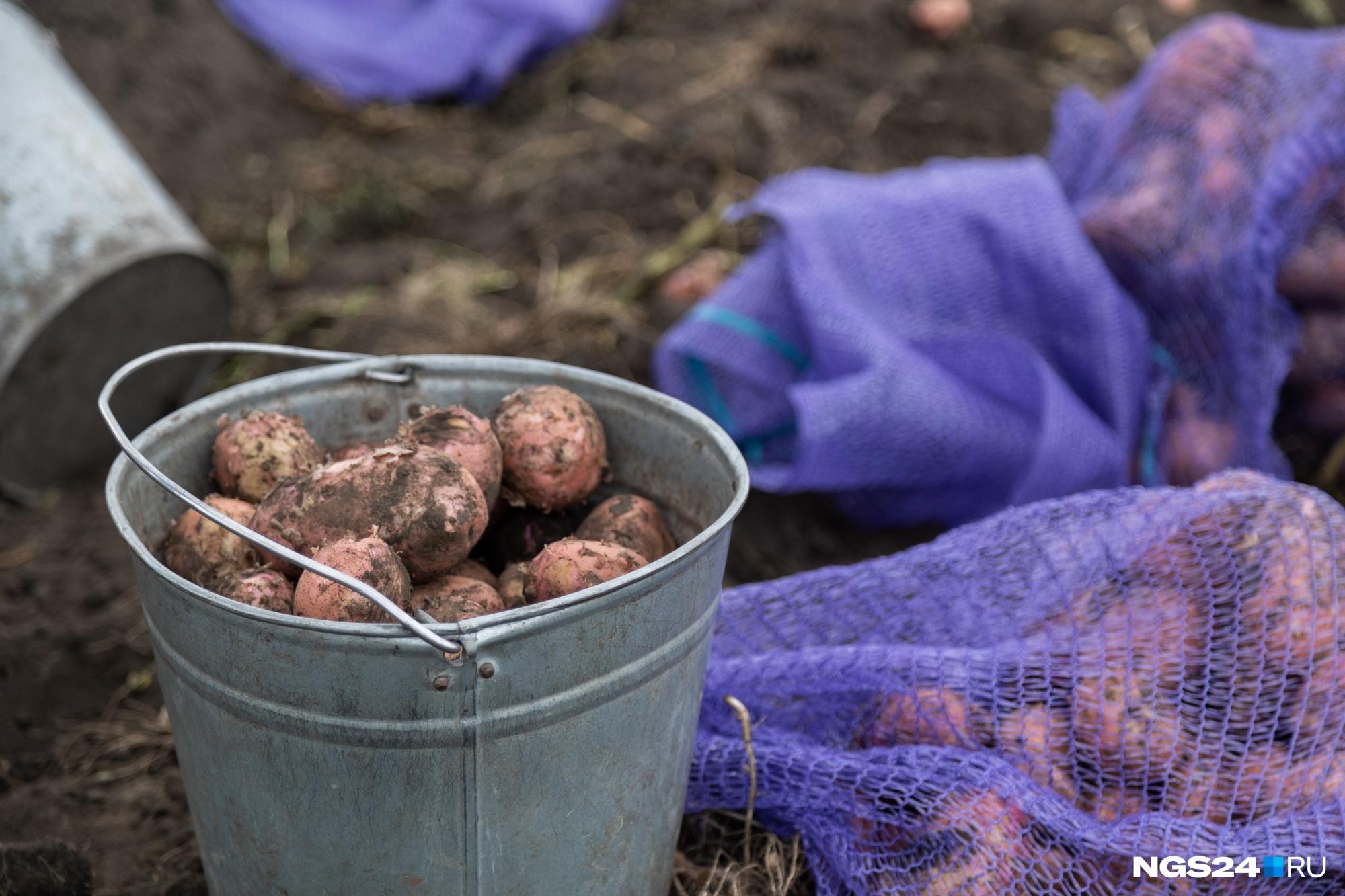 Картофель дорожает по нескольким причинам — низкая урожайность и закупка импортного посевного материала