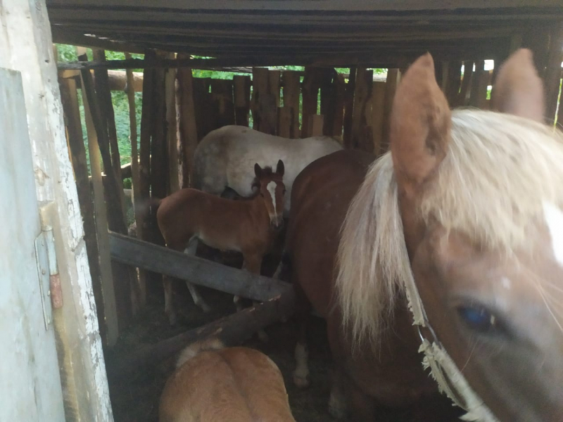 В Свердловской области нашли лошадей, которых похитили из Висимо-Уткинска