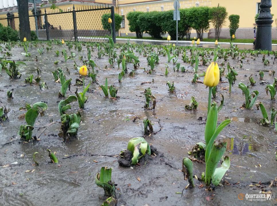 Тюльпаны, павшие жертвой толпы в Александровском саду на День Победы, так и не ожили. У чиновников другое мнение