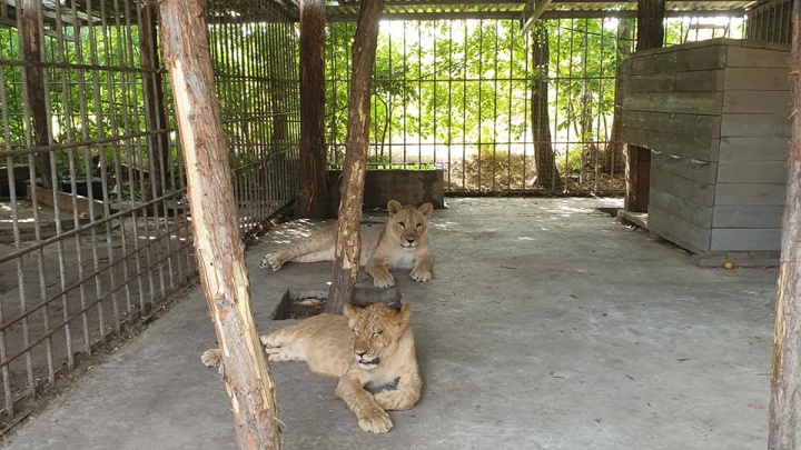На Кубани будут судить предпринимателя за организацию зоопарка, где лев напал на девочку