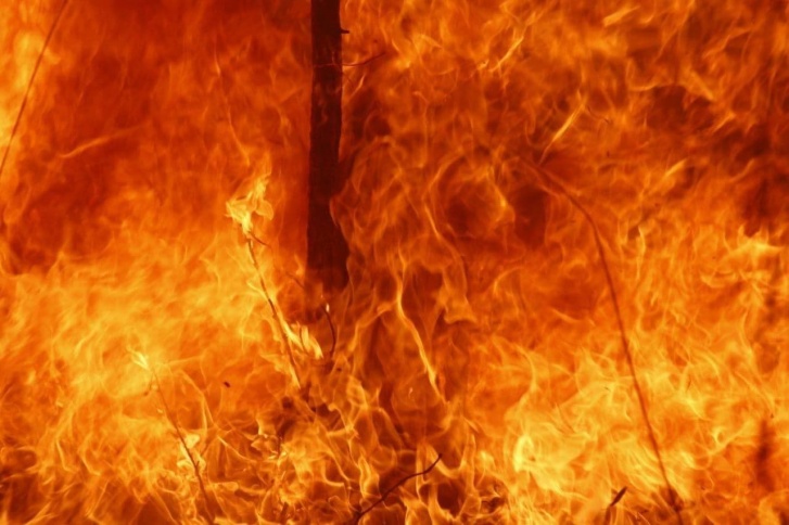 Сгорело уже больше 120 тысяч гектаров леса. Страшные цифры Сгорело уже больше 120 тысяч гектаров леса. Страшные цифры 