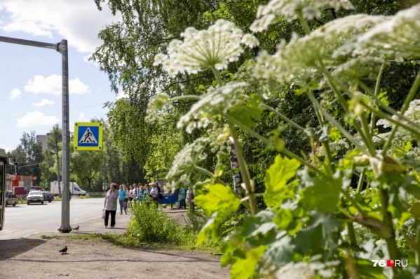 В последние годы борщевик заполоняет не только бесхозные поля и обочины трасс, но и городские кварталы В последние годы борщевик заполоняет не только бесхозные поля и обочины трасс, но и городские кварталы