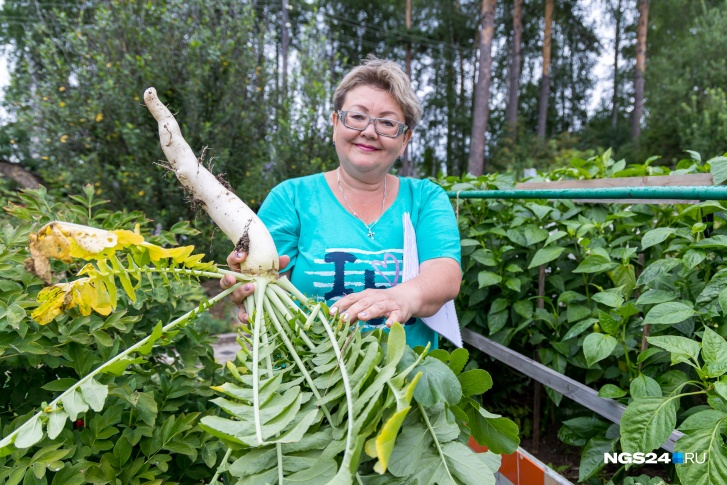 Вместо маленькой редиски Наталья Золотухина выращивает дайкон — его можно посадить всего несколько штук и хватит на весь сезон