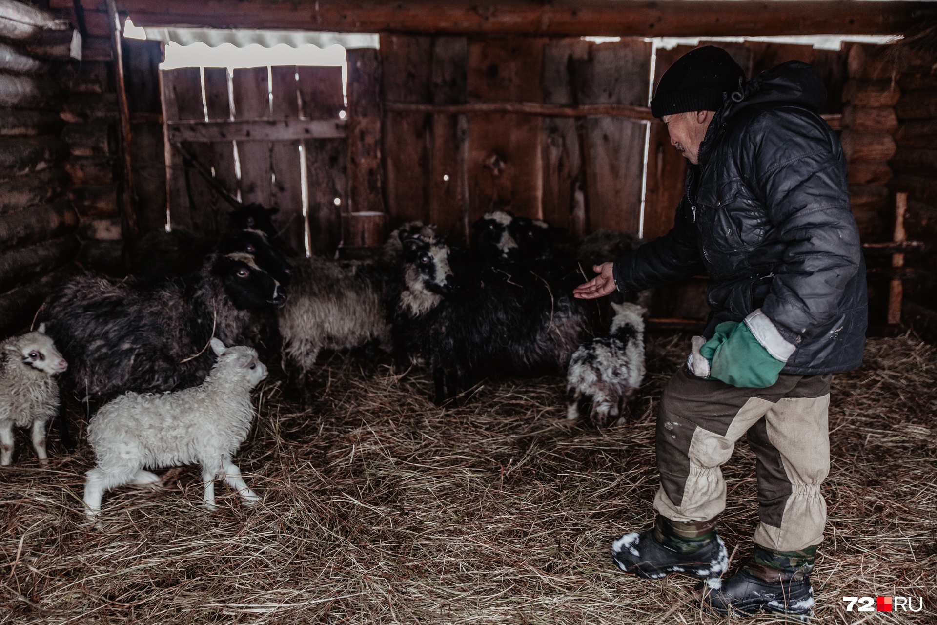 В амбаре у Рябикова несколько овец и ягнят 