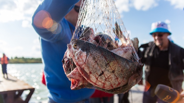 Что не стоит готовить на обед жителям Поморья: диетолог назвал самую вредную рыбу
