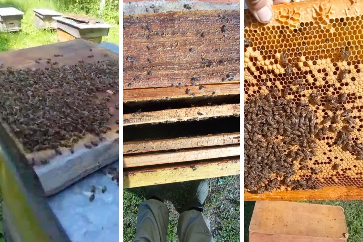 Пчелы позволяли жителям Боготольского района обеспечивать себя работой