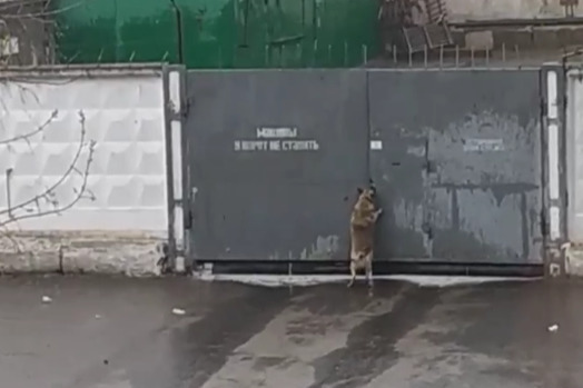 Собака оказалась одна у ворот Собака оказалась одна у ворот