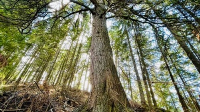 Уникальный кедр из Ханты-Мансийска внесен в реестр самых старых деревьев России. Ему около 200 лет
