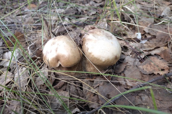 На эти грибы челябинка наткнулась во время прогулки в селе Архангельском