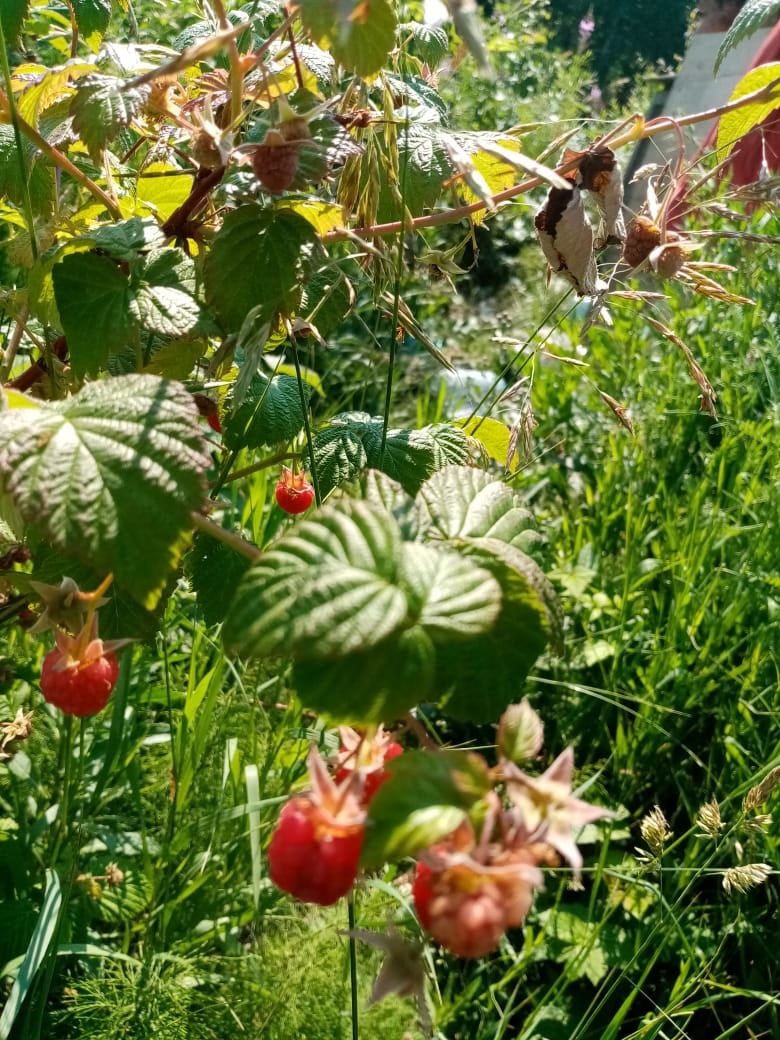 Ароматная лесная малина — ягода для гурманов