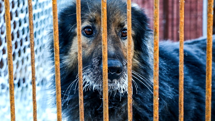 Четвероногая угроза: как защитить себя от нападения стай диких собак