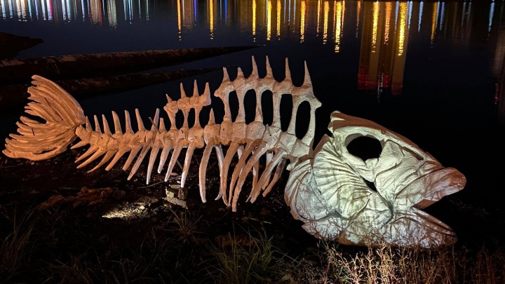 На берегу Городского пруда появился скелет пятиметровой рыбины