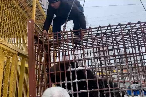 Вчера медведицу вернули в прежний вольер Вчера медведицу вернули в прежний вольер
