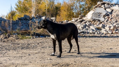 Отлов бродячих собак усилили в Красноярске после нападения на <nobr class="_">8-летнюю</nobr> девочку
