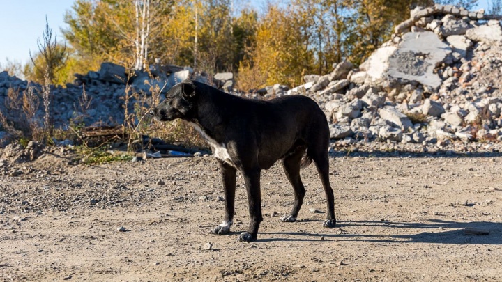 Отлов бродячих собак усилили в Красноярске после нападения на 8-летнюю девочку