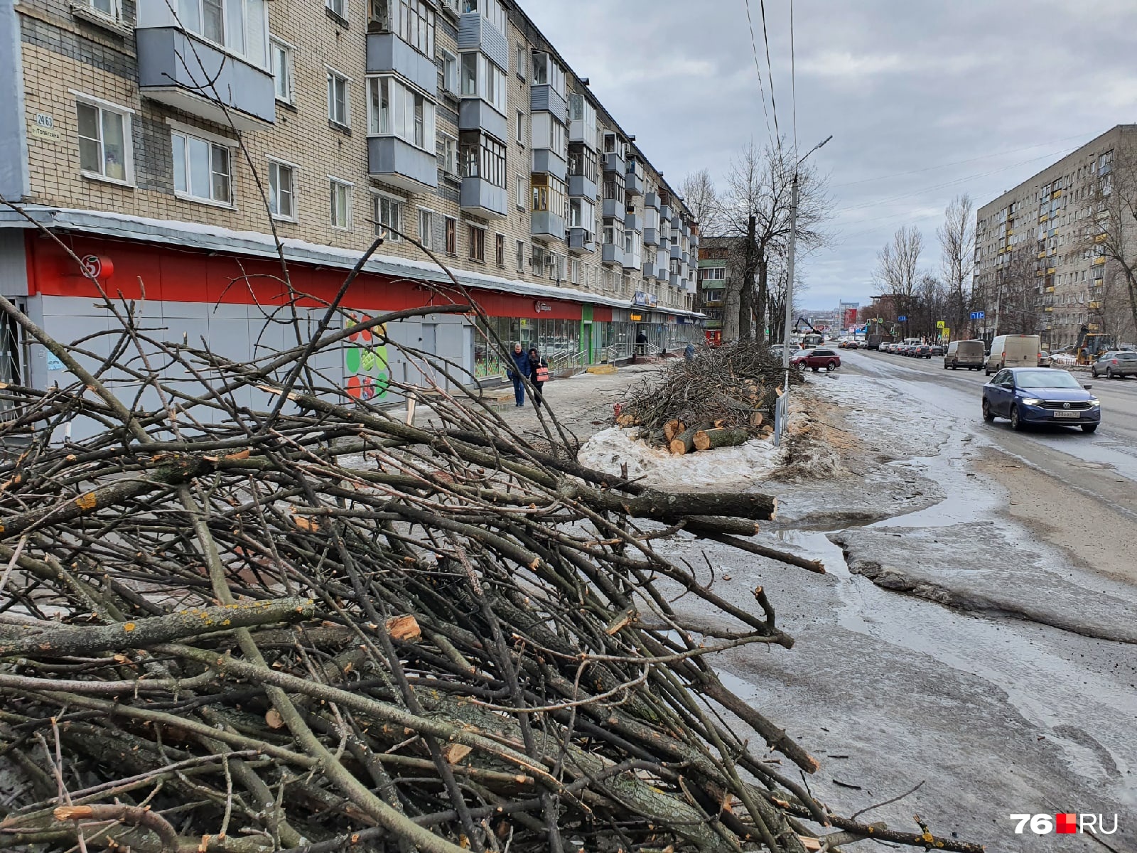 Вдоль проспекта срубили минимум 8 деревьев Вдоль проспекта срубили минимум 8 деревьев