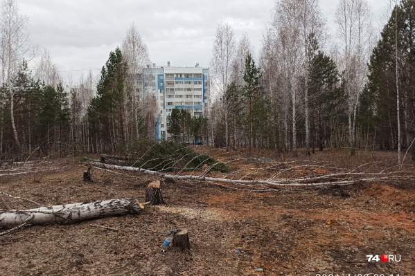 Деревья снесли на участке около дома на улице Хариса Юсупова, 62 Деревья снесли на участке около дома на улице Хариса Юсупова, 62