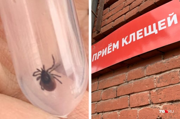 Точную цифру укушенных клещами назвать невозможно — многие их не боятся, поэтому просто сами их вытаскивают и выбрасывают Точную цифру укушенных клещами назвать невозможно — многие их не боятся, поэтому просто сами их вытаскивают и выбрасывают