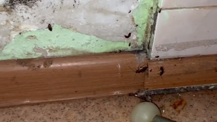 «Они ночью по моему телу ползают!»: в детском отделении 20-й больницы увидели полчище тараканов