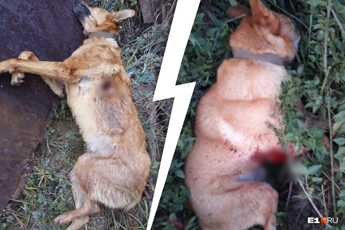 «Угрожал мне и маме расправой»: под Екатеринбургом живодер застрелил из ружья домашнего пса