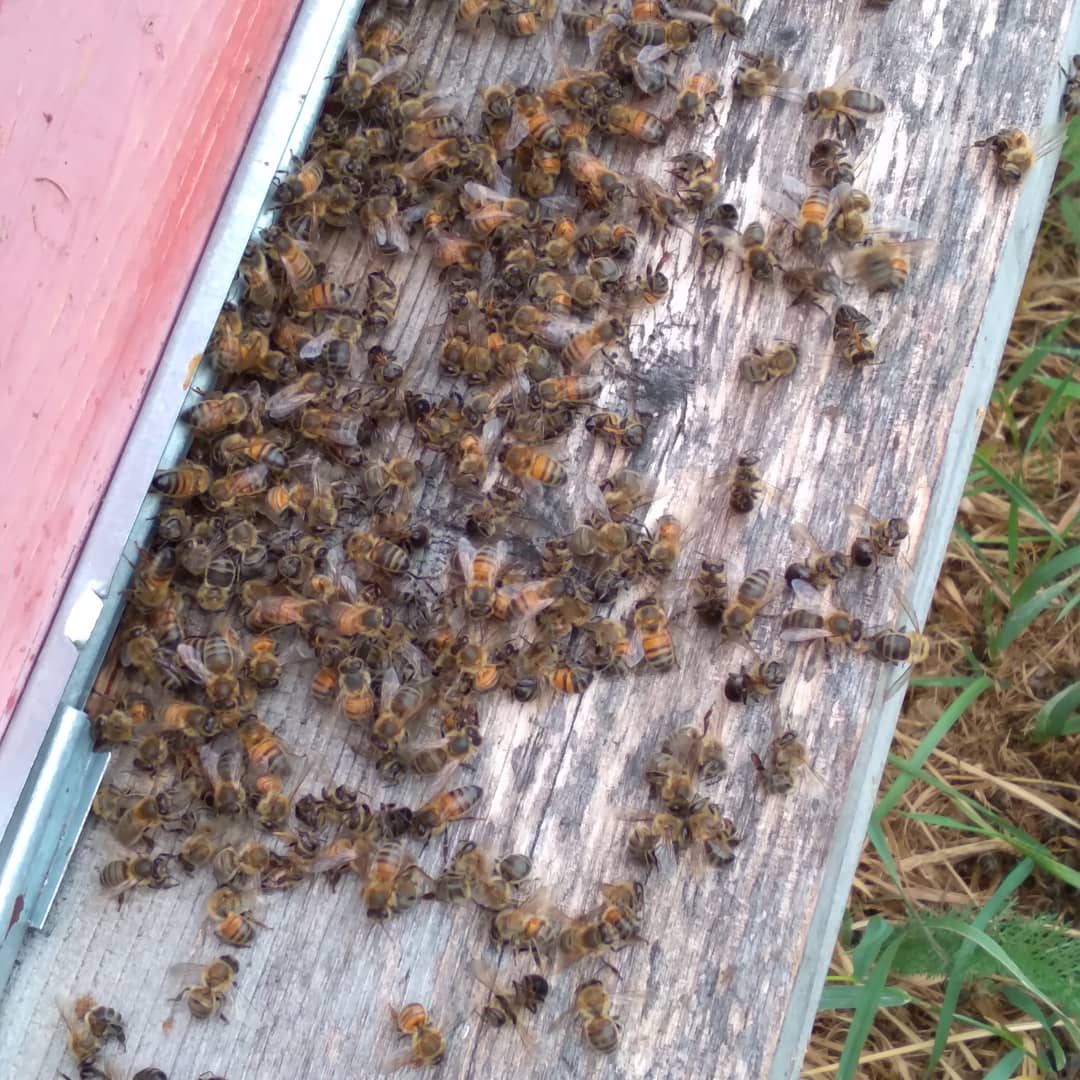 Уральцы требуют от бизнесмена семизначную сумму за убийство десятков миллионов пчел