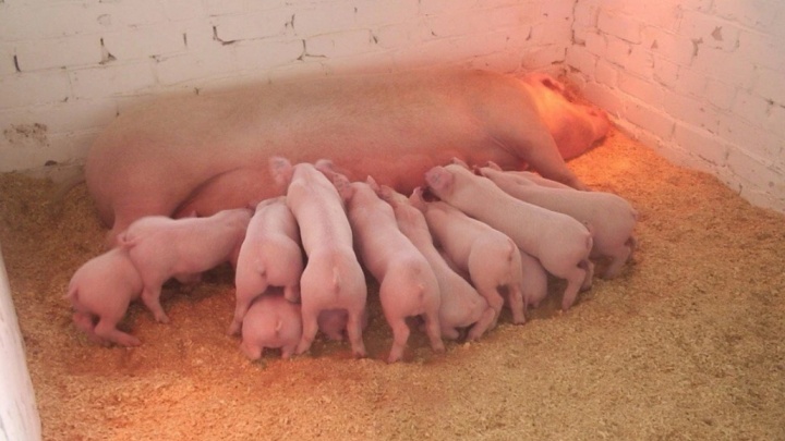 В Прикамье нашли второй очаг африканской чумы свиней за месяц. На этот раз — совсем рядом с Пермью