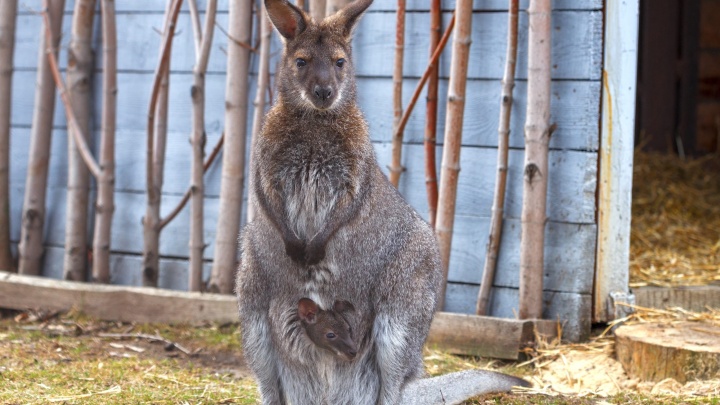 В челябинском зоопарке показали детенышей кенгуру. Вы запрыгаете!