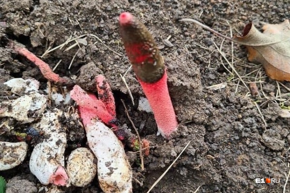 Странные грибы замечены в Арамиле