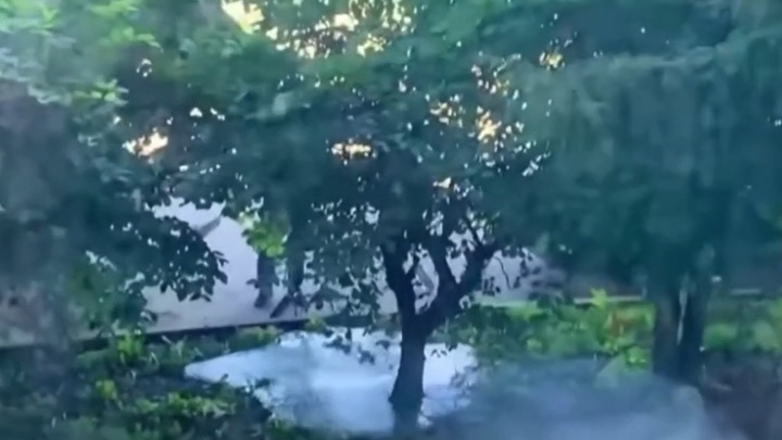 Рабочие залили бетоном деревья на набережной Федоровского. Прохожие засняли инцидент на видео