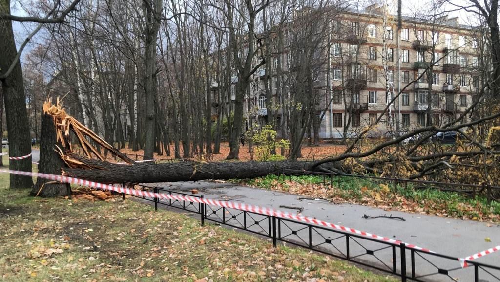 Ветер повалил 37 деревьев в петербургских парках, в том числе иву со стволом больше метра в диаметре