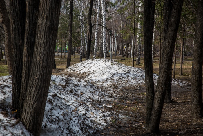 Власти нашли в городе шесть сотен деревьев, которые нужно снести Власти нашли в городе шесть сотен деревьев, которые нужно снести