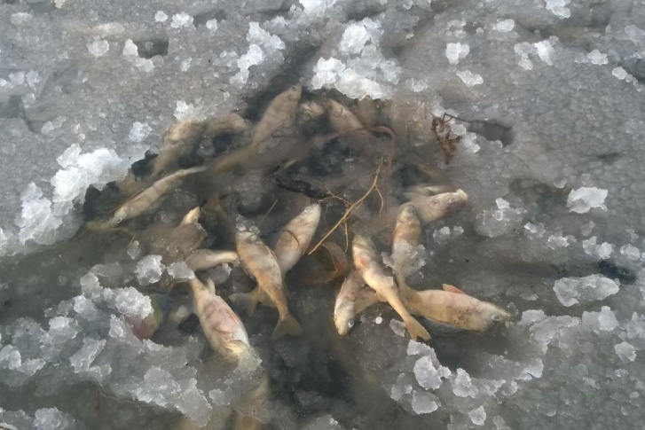 Мертвая рыба в котловане