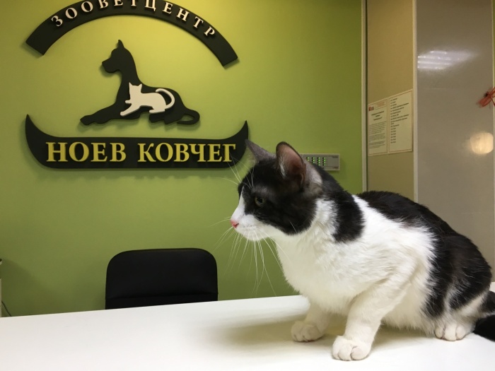 Кот Димон рекомендует «Ноев ковчег»