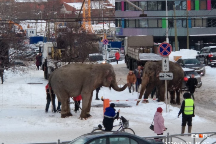 Две слонихи отправились гулять по улицам