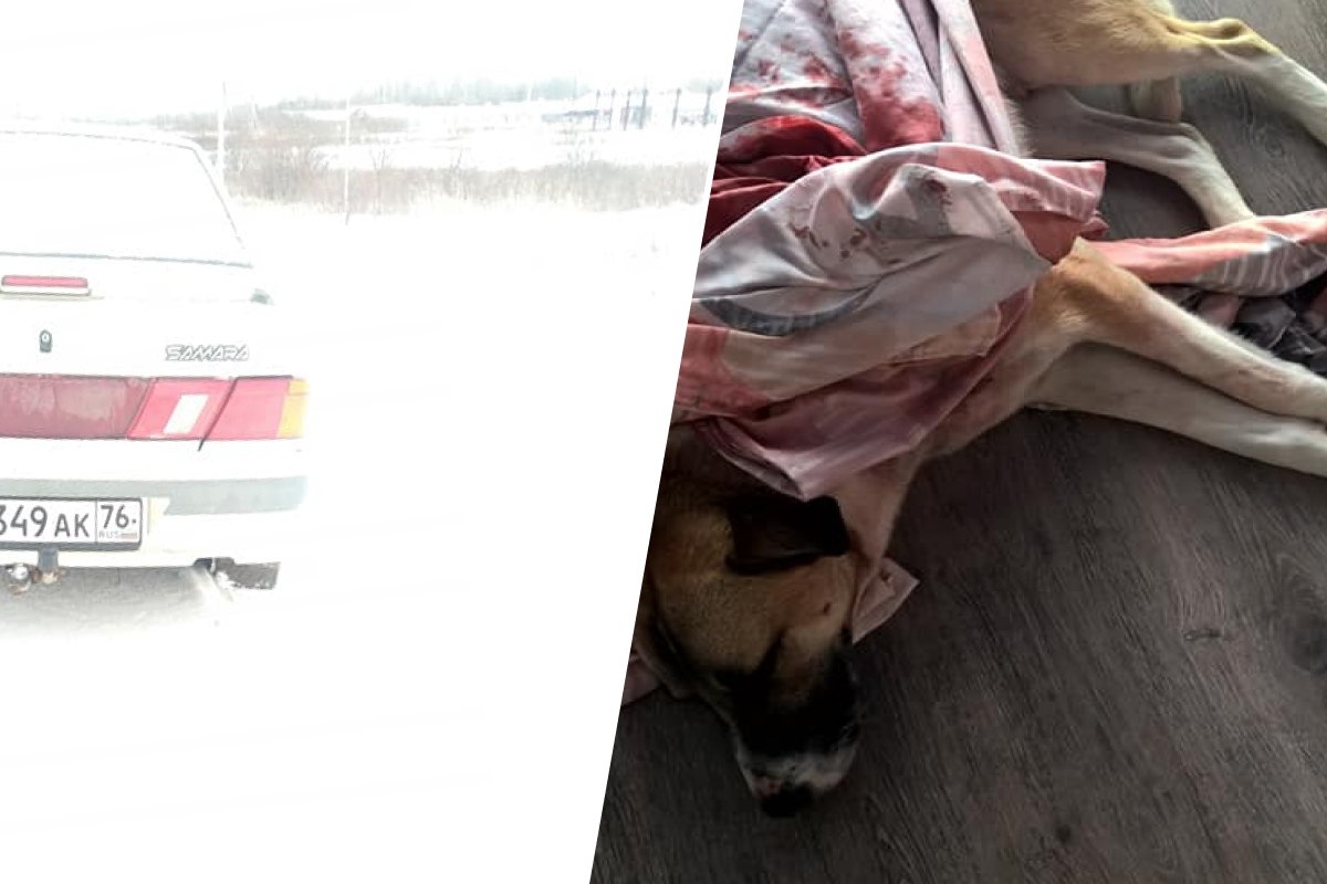 Рам выжил! Рам выжил!
