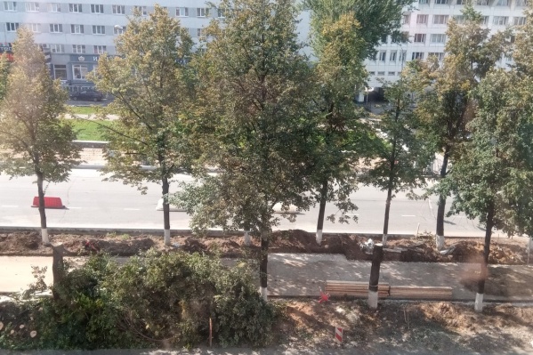 На Компросе рубят старые липы. Зрелище печальное, но это необходимая мера На Компросе рубят старые липы. Зрелище печальное, но это необходимая мера